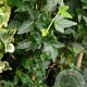 Hedera hel. 'Shamrock' 60-80 cm 2,0L met stok