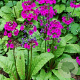 Primula japonica 'Carminea' GM 2,0L