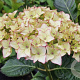 Hydrangea macrophylla 'Dolce France' 80-100 cm 35L