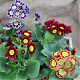 Primula pubescens GM P9