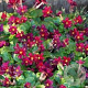 Primula (J) 'Purpurkissen' GM P9