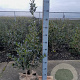 Ilex aq. 'J.C. van Tol' 100-125 cm met kluit