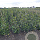 Ilex aq. 'J.C. van Tol' 100-125 cm met kluit