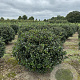 Ilex meserv. 'Blue Angel' 70-80 cm met kluit bol