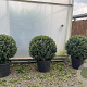 Ilex meserv. 'Blue Angel' 100-125 cm cont. 80L bol