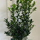 Ilex meserv. Heckenfee 80-100 cm met kluit