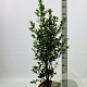 Ilex meserv. Heckenfee 80-100 cm met kluit