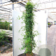 Jasminum officinale 175-200 cm 20L 3 stok