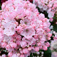 Kalmia lat. 'Tiddlywinks' 30-40 cm 5,0L