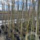 Laburnum wat. 'Vossii' 250-300 cm 15L