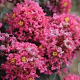 Lagerstroemia i. 'Coral Magic' 30-40 cm 5,0L