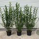 Ligustrum ovalifolium 60-80 cm 4,0L