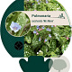 Pulmonaria s. 'Mrs Moon' GM P9