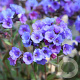 Pulmonaria 'Smokey Blue' GM P9