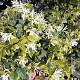 Loropetalum chinense 'Carolina Moonlinght' 100-125 cm 35L
