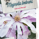 Magnolia loebneri 'Leonard Messel' 60-80 cm 5,0L