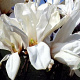 Magnolia 'Pegasus' 100-125 cm 20L