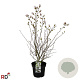 Magnolia stellata 60-80 cm 7,5L met knop
