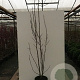 Magnolia 'Yellow Lantern' 100-125 cm met kluit