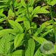 Rodgersia 'Badenweiler' GM P9