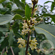 Osmanthus yunnanensis 150-175 cm cont. 130L
