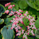 Rodgersia 'Candy Clouds' GM P9