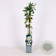 Passiflora caerulea 'Const.Elliott' 70 cm 2,0L