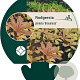 Rodgersia pinnata 'Braunlaub' GM P9