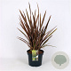 Phormium 'Sundowner' 60-80 cm 7,5L
