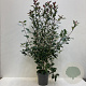 Photinia fraseri 'Red Robin' 100-125 cm 12L
