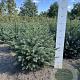 Picea omorika 60-80 cm met kluit
