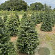 Picea omorika 125-150 cm draadkluit