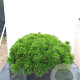 Pinus mugo pumilio 30-40 cm 20L breed