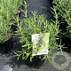 Rosmarinus officinalis 25-30 cm 2,0L