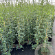Pyracantha 'Soleil d'Or' 80-100 cm 2,5L