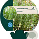 Rosmarinus officinalis GM P9