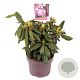 Rhododendron (Y) 'Blurettia' 25-30 cm 5,0L