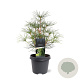 Sciadopitys verticillata 30-40 cm 5,0L