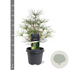 Sciadopitys verticillata 30-40 cm 5,0L