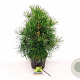 Sciadopitys verticillata 50-60 cm 7,5L