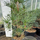 Sciadopitys verticillata 50-60 cm 7,5L