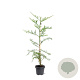 Sequoia sempervirens 80-100 cm 5,0L