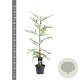 Sequoia sempervirens 80-100 cm 5,0L