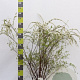 Spiraea cinerea 'Grefsheim' 100-125 cm 20L