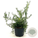 Rosmarinus off. 'Prostratus' 25-30 cm 2,0L