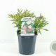 Spiraea jap. 'Genpei' 20-30 cm 2,0L