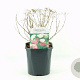 Spiraea jap. 'Genpei' 20-30 cm 2,0L