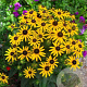 Rudbeckia f. 'Little Goldstar' GM P9