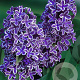 Syringa v. 'Sensation' 80-100 cm 12L 5-8 tak najaarspotting