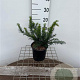 Taxus b. 'Repandens' 20-25 cm 2,5L